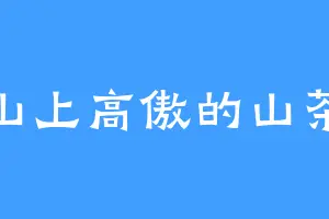 高山上高傲的山茶花